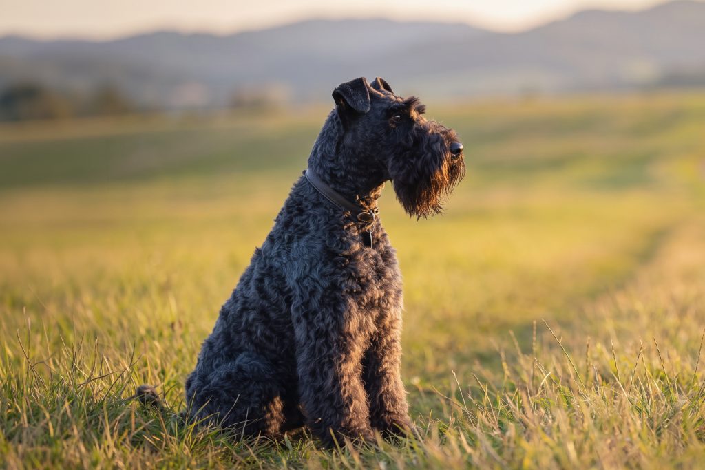 A Kerry Blue Terrier with a soft, curly blue-grey coat sits in a grassy field during golden hour, looking attentively into the distance. The dog wears a dark collar, while rolling hills and mountains blur gently in the warm, sunlit background.