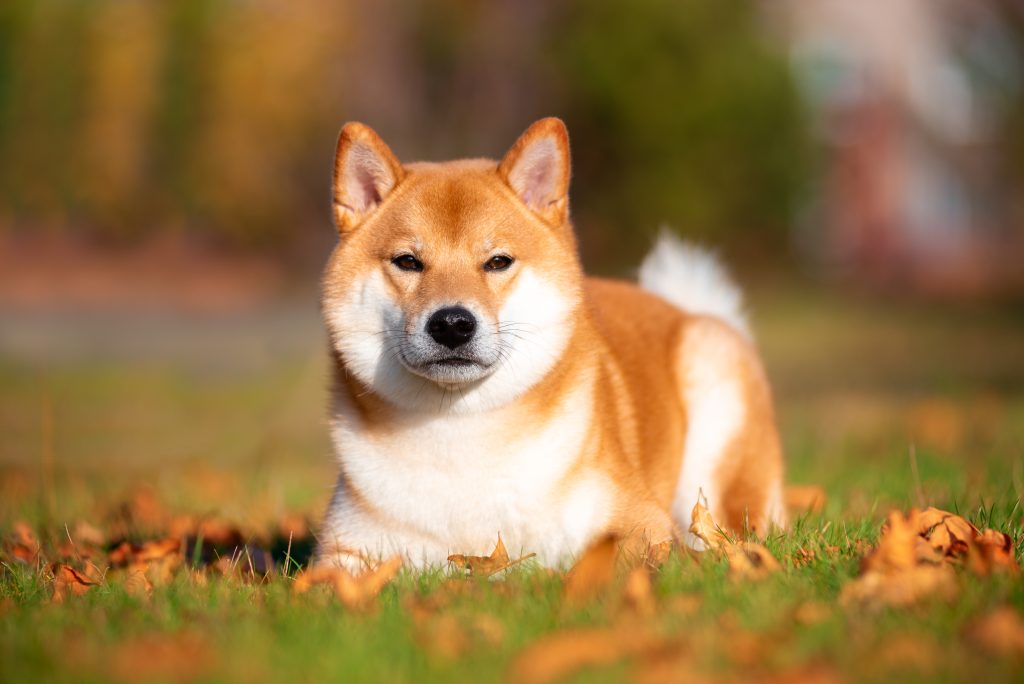 A red Shiba Inu lies on green grass scattered with autumn leaves, looking directly at the camera. The dog has a fox-like face, upright ears, a red and cream coat, and a curled tail. A softly blurred background with warm autumn colours highlights the Shiba Inu's calm, confident expression.