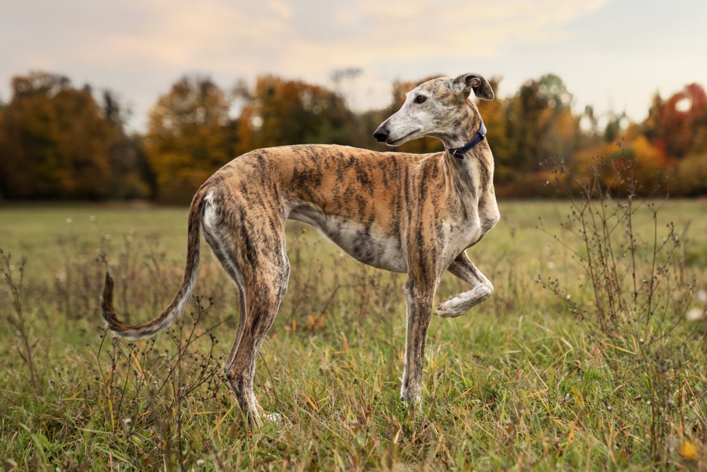 Brindle Whippet standing in a grassy field with one front paw raised, looking to the side against a backdrop of autumn trees and a warm evening sky.