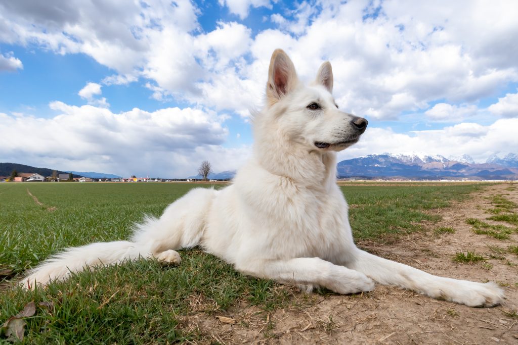 A white Swiss Shepherd lies on a grassy field beside a dirt path, looking attentively into the distance. Snow-capped mountains rise in the background beneath a dramatic blue sky filled with large white and grey clouds. The dog's thick white coat, upright ears, and calm expression stand out in the scenic countryside setting.