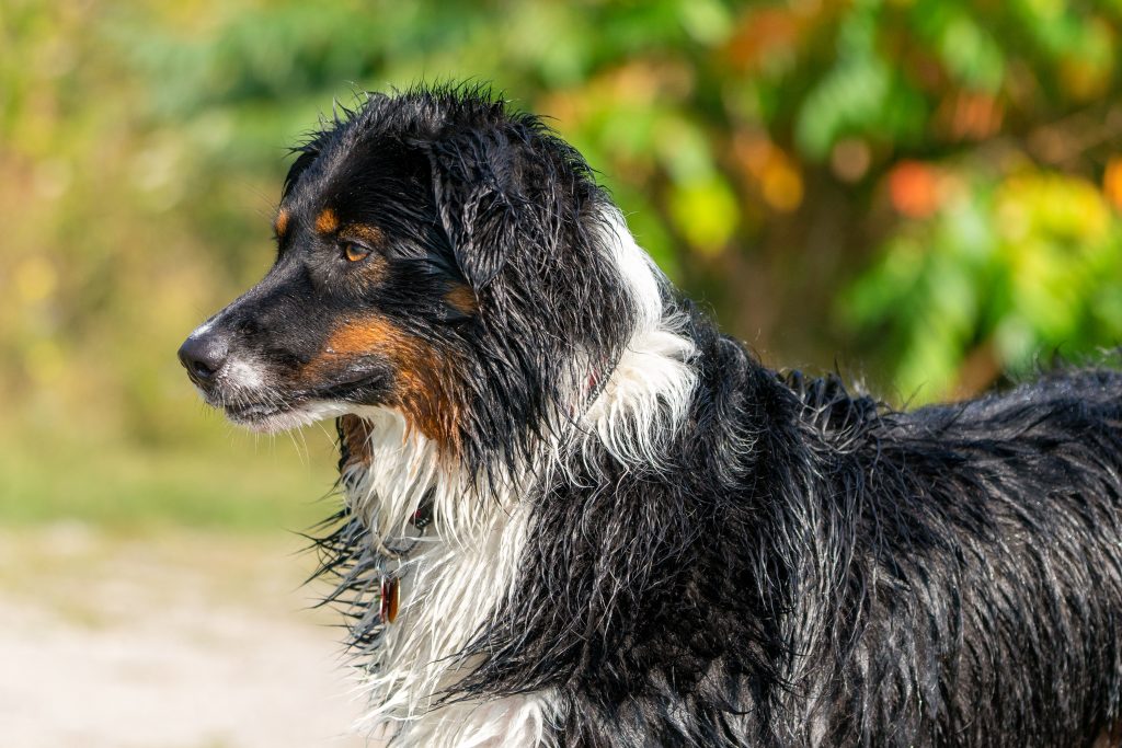 Wet black, white, and tan Australian Shepherd standing in profile outdoors, with its damp coat glistening in the sunlight against a soft, blurred background of green foliage.