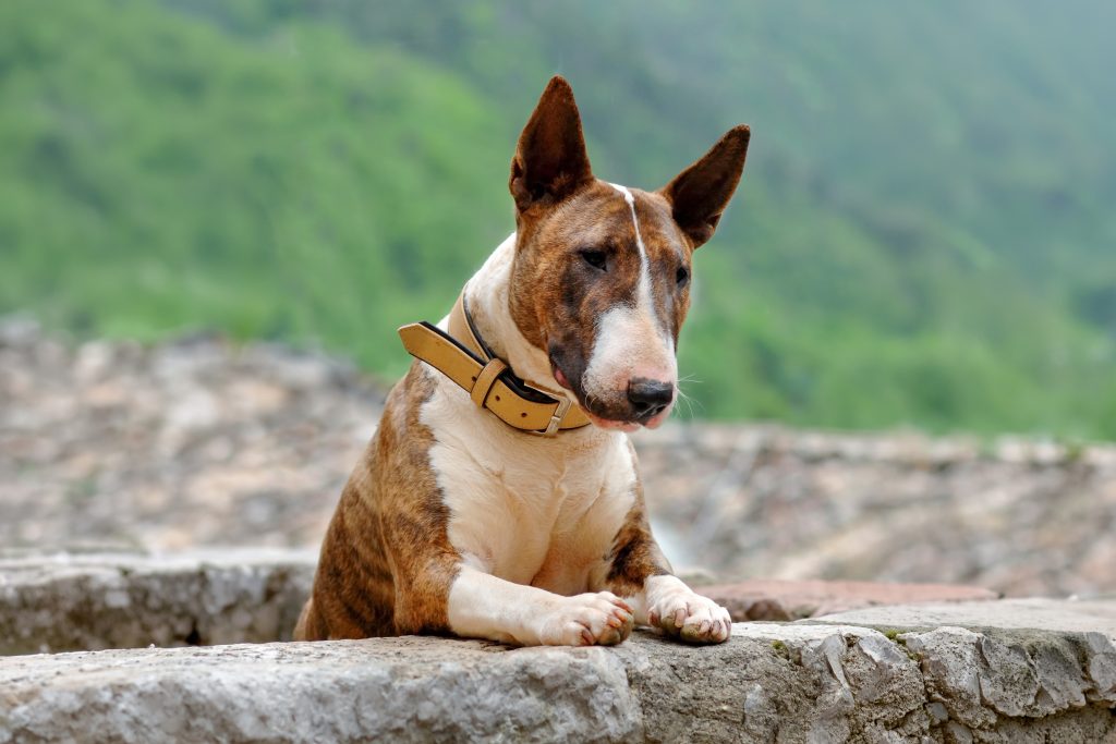 Bull Terrier with a short brindle and white coat resting its front paws on a stone wall outdoors, illustrating a smooth-coated breed that benefits from regular brushing and routine grooming.