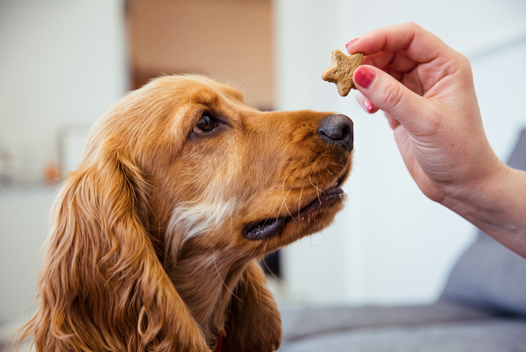 Golden Cocker Spaniel looking up attentively at a star-shaped dog treat held in a person's hand, with the dog focused on the reward in a bright indoor setting.