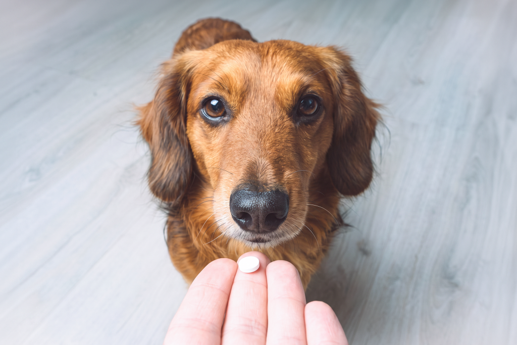 Person holding a small white tablet in front of a brown long-haired dachshund, illustrating oral deworming medication for dogs.