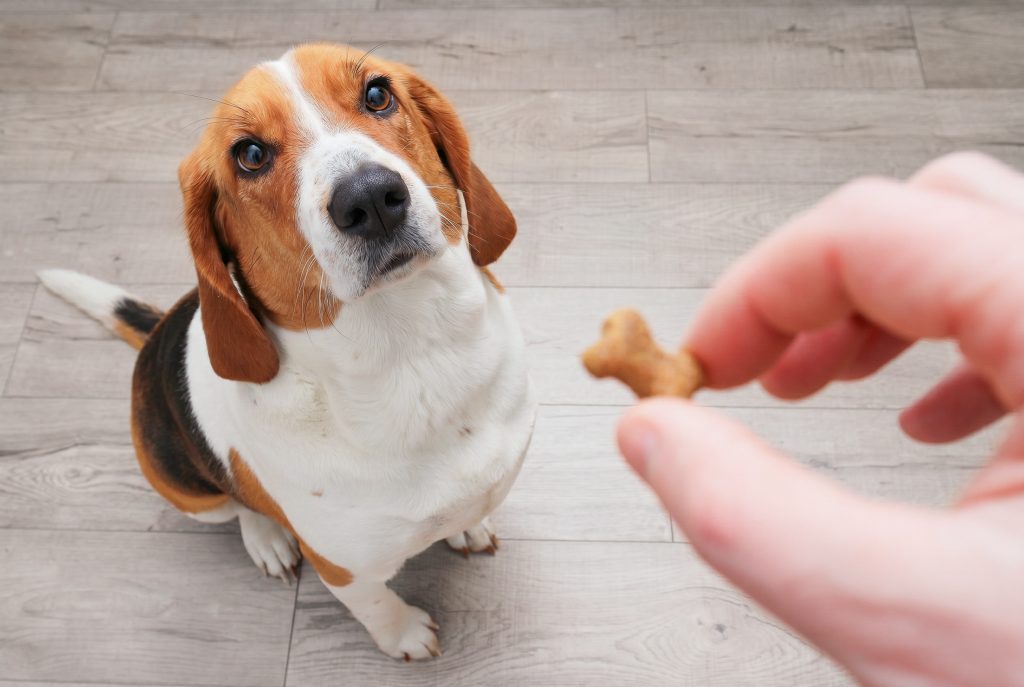 A Beagle sits patiently on a light wooden floor, looking up at a person holding a small bone-shaped dog treat, waiting expectantly for a reward.