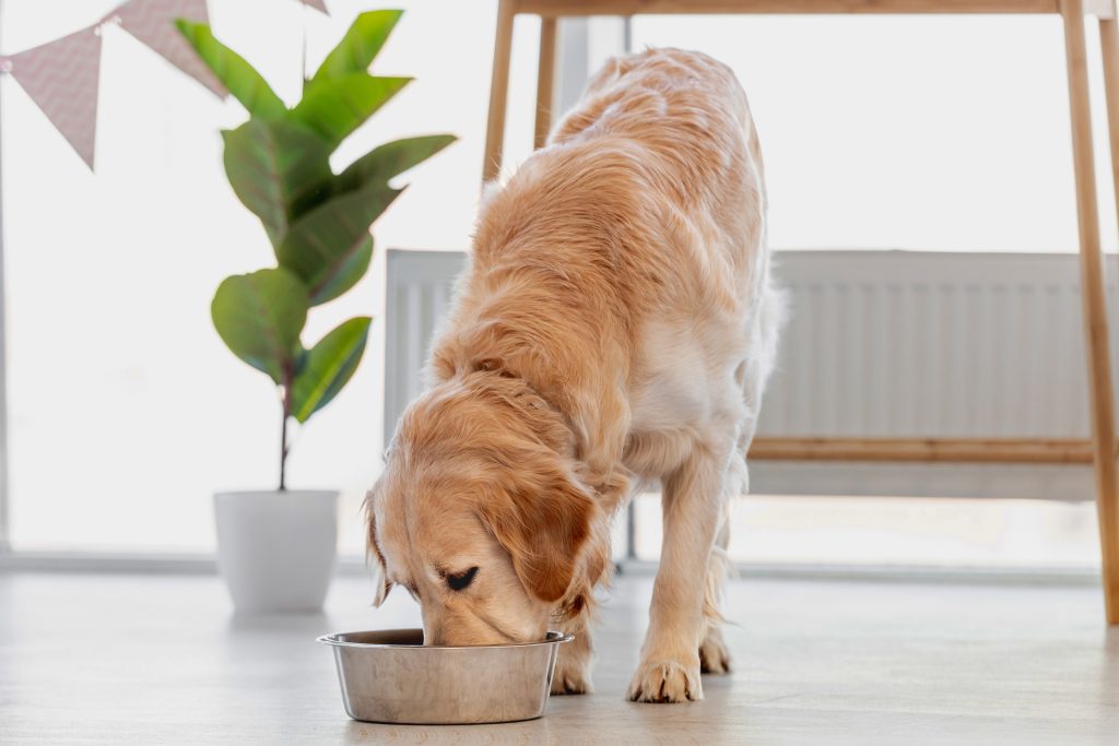 Golden Retriever eating from a stainless steel food bowl on a light-coloured floor inside a bright home, with a potted plant and wooden chair in the background.