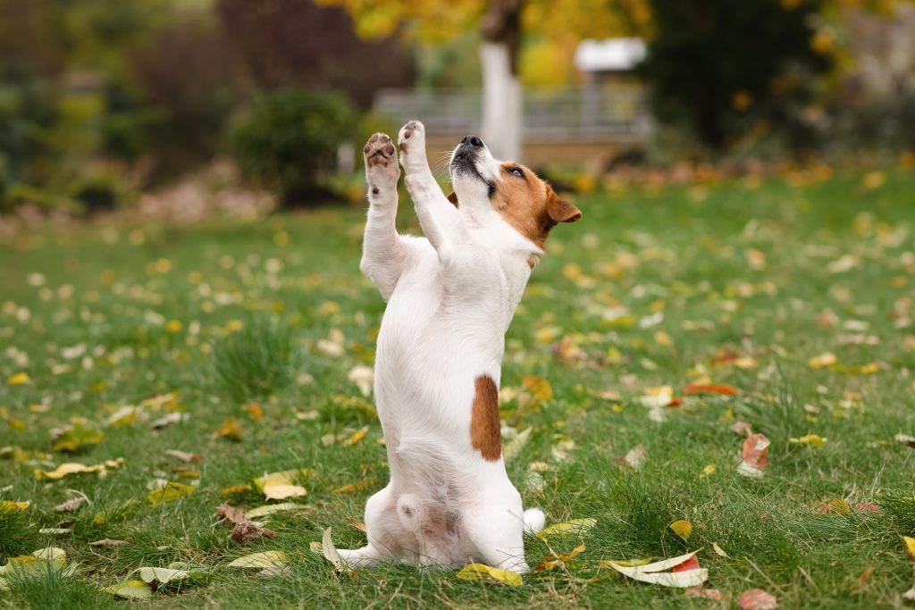 Jack Russell Terrier sitting upright on its hind legs with front paws raised, looking upwards in anticipation during outdoor trick training. The dog is in a grassy park scattered with autumn leaves, with trees and a softly blurred background.