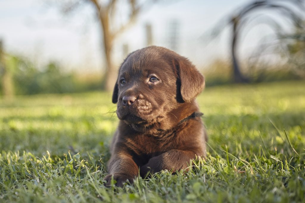 Sweet labrador puppy #5