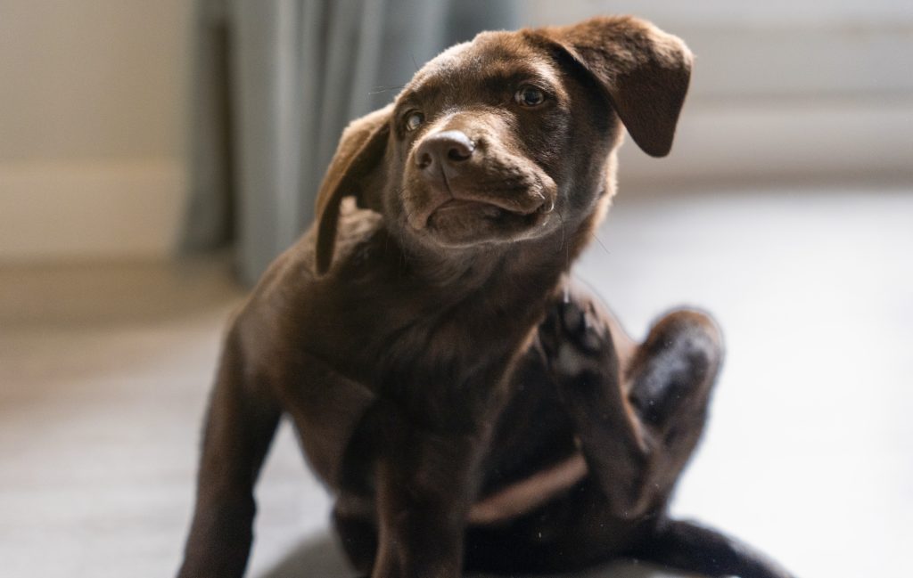 Chocolate Labrador Retriever puppy scratching behind its ear while sitting indoors on a tiled floor, with a curious expression and a softly blurred background.