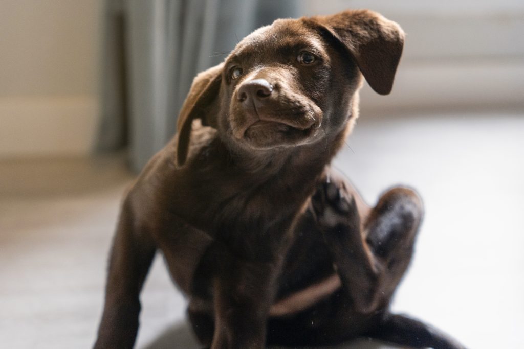 Chocolate Labrador Retriever puppy scratching behind its ear while sitting indoors on a tiled floor, with a curious expression and a softly blurred background.