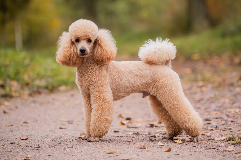 Apricot Miniature Poodle with a neatly groomed curly coat standing on a woodland path, facing the camera with its fluffy tail curled over its back.