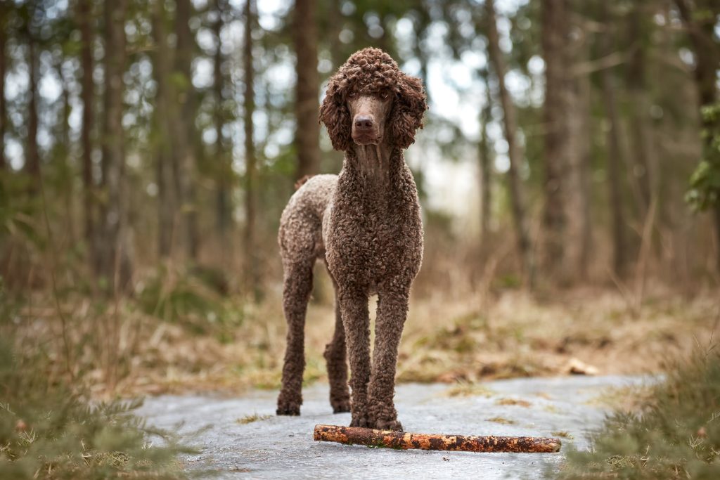 Brown Standard Poodle with a curly coat standing alert on a forest path, facing the camera with a stick lying in front of its paws.