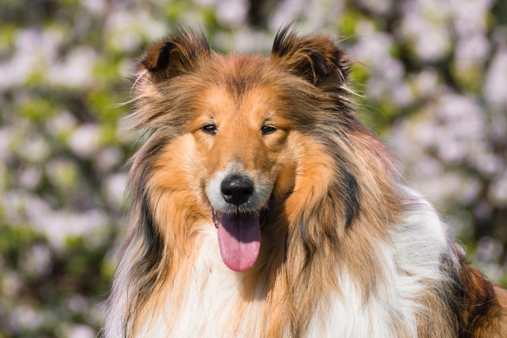 Close-up portrait of a Rough Collie with a long, flowing sable and white coat, alert ears, and a happy expression, illustrating the beautiful coat that requires regular brushing and grooming.