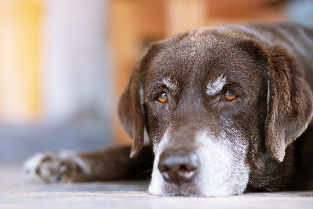 Close-up of a senior chocolate Labrador Retriever with a grey muzzle and eyebrows resting its head on the floor, looking calmly towards the camera with warm brown eyes.