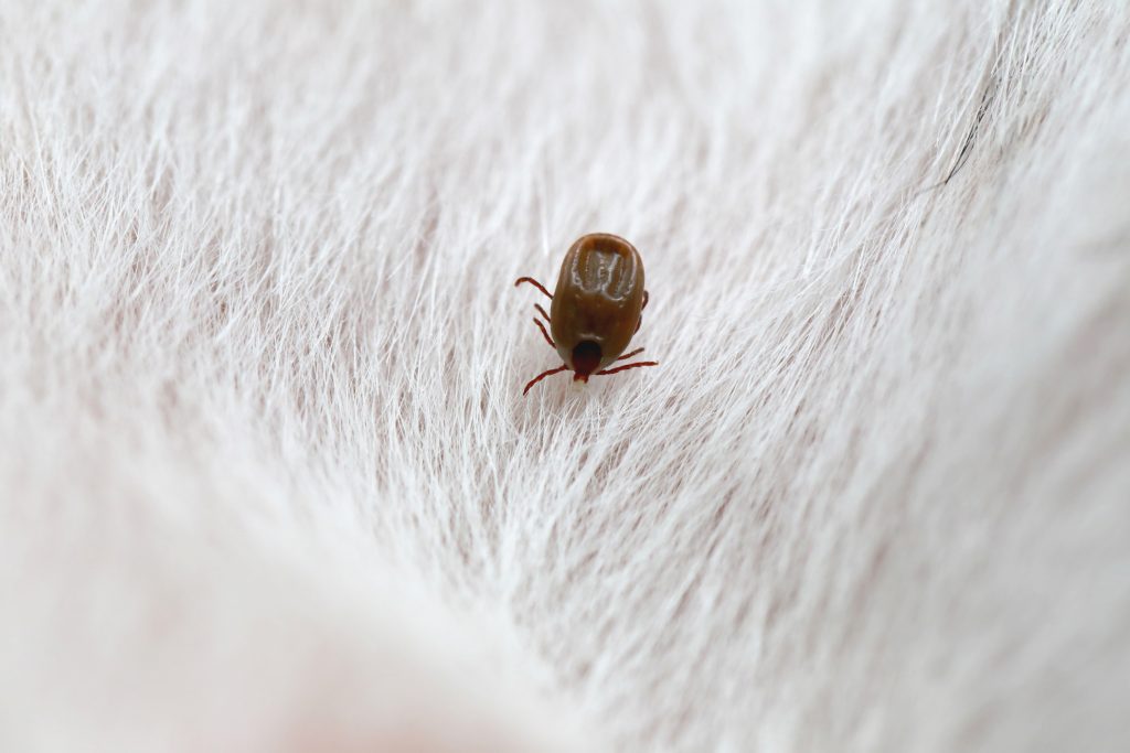 Close-up of a brown tick attached to a dog's light-coloured fur, illustrating the importance of regular tick checks and parasite prevention.