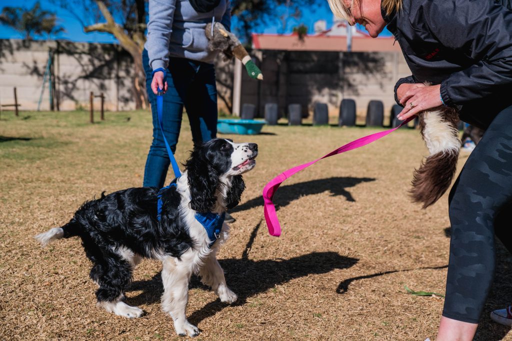 training-paws-dog-training-1
