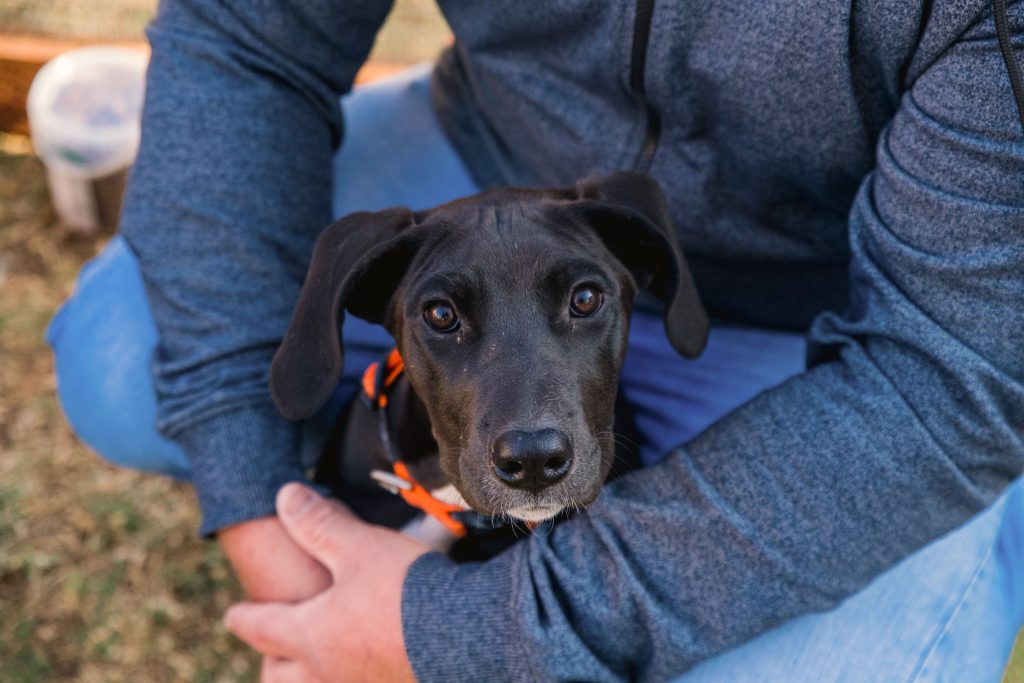 training-paws-dog-training-2