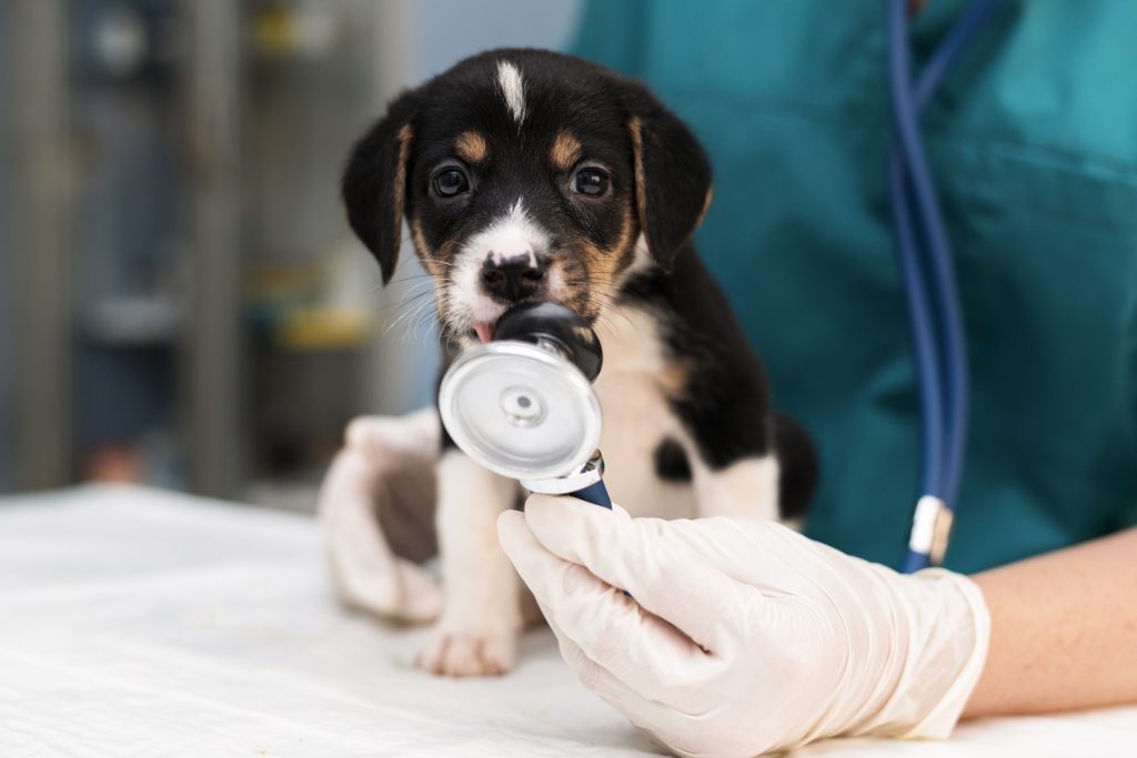 Veterinarian wearing gloves examines a young puppy with a stethoscope during a routine health check-up at a veterinary clinic.