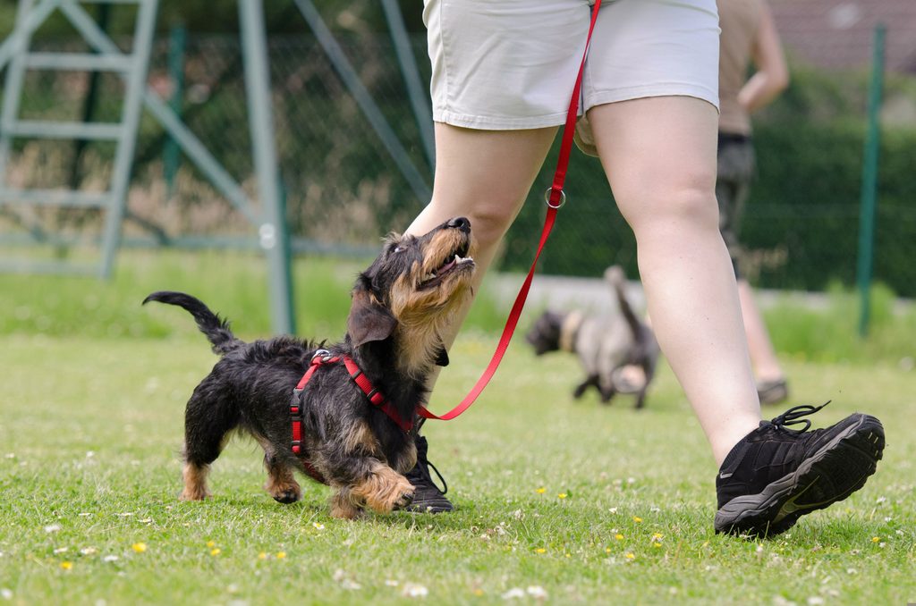 825545-dachshund-672780