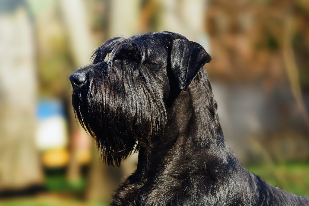 Black Giant Schnauzer with a long beard and eyebrows sitting outdoors, looking to the left, with a softly blurred background.