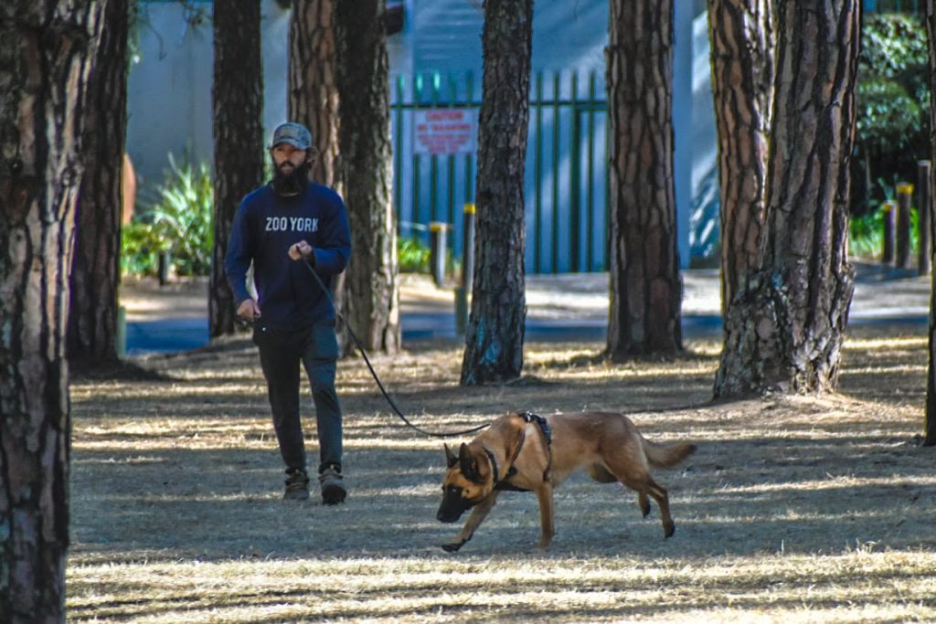 Tame the Beast Dog training-1
