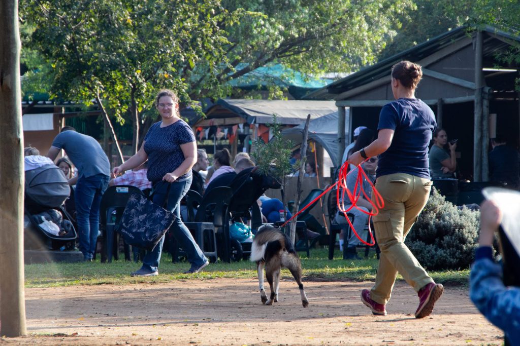 Tame the Beast Dog training-2