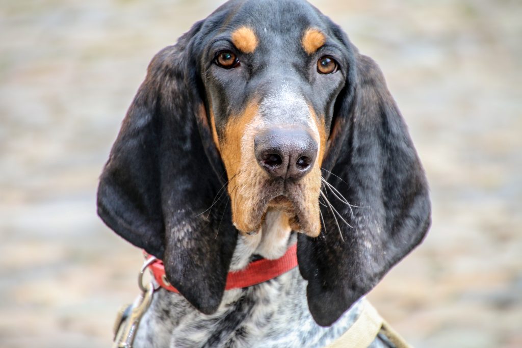 Bluetick Coonhound with a black-and-white speckled coat and tan markings, wearing a red collar and looking directly at the camera.