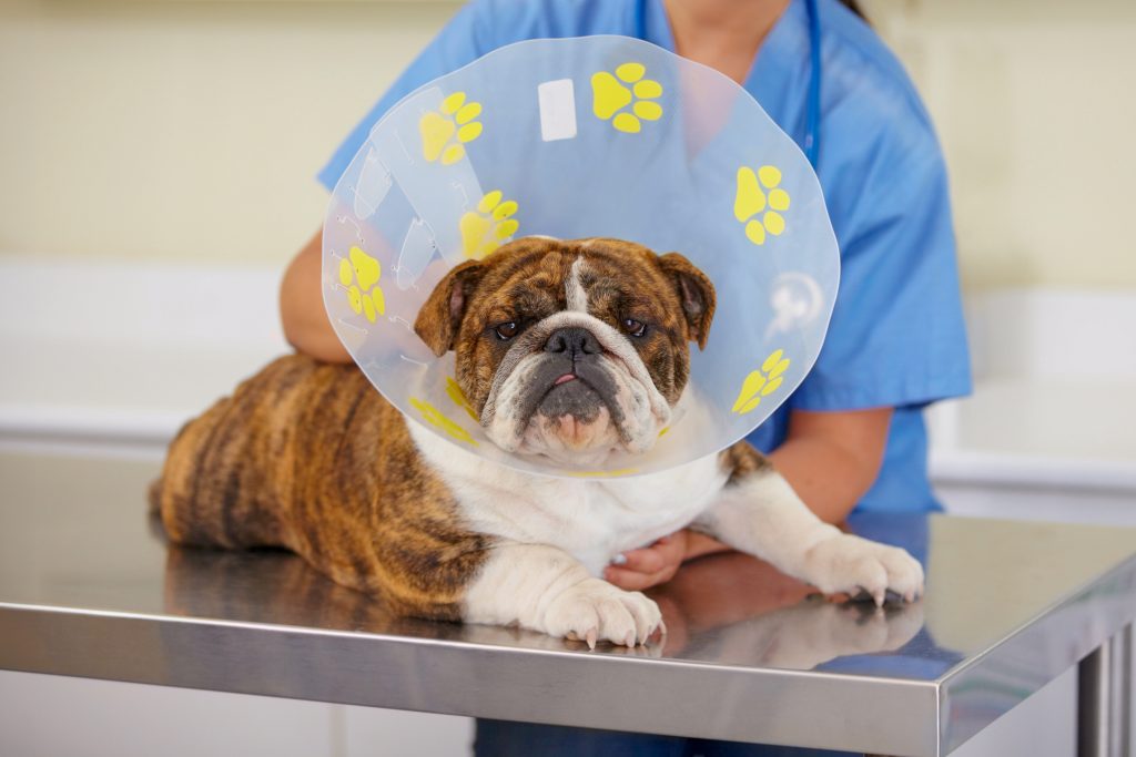 A brindle and white English Bulldog sits on a veterinary examination table wearing a clear protective cone, with a veterinary professional standing behind it.