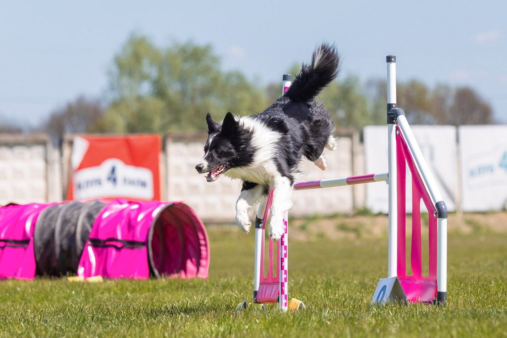 dog-jumps-hurdle-agility-course-agility-competition-dog-sport (1)