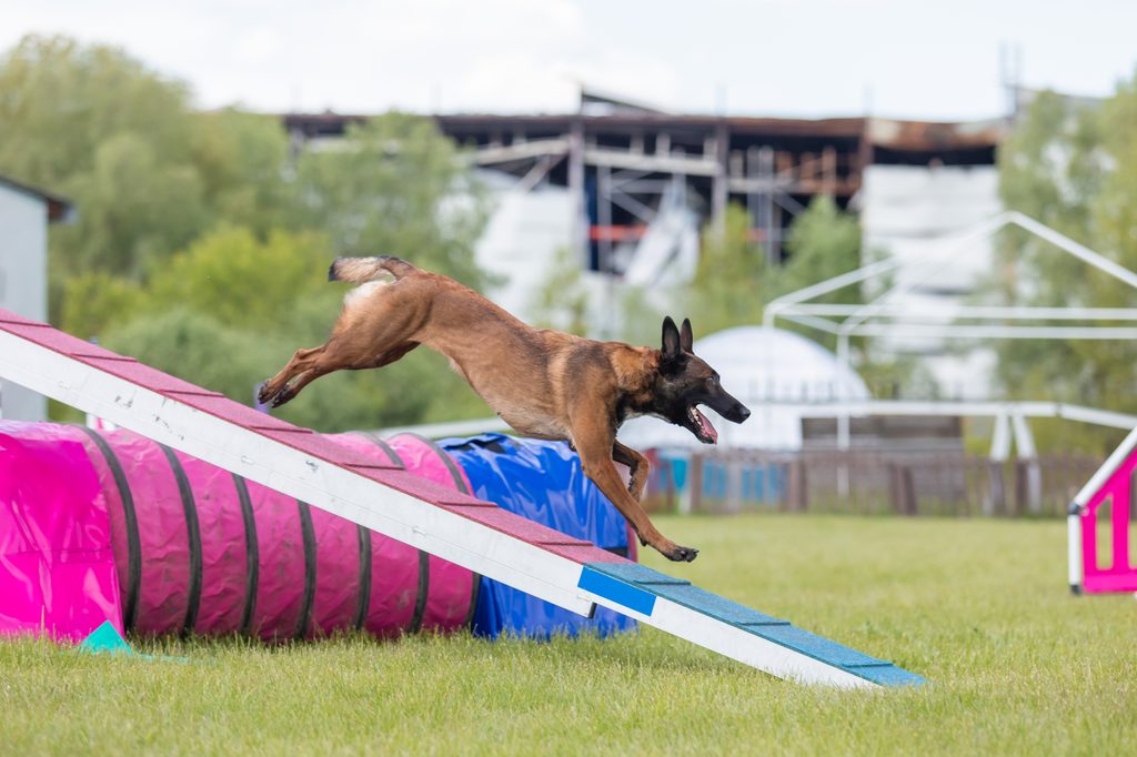 dog-running-agility-obstacle-dog-walk-with-contact-zone-agility