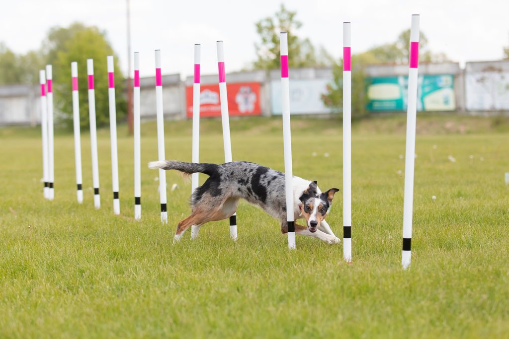 dog-running-through-weaves-agility-course-horizontal