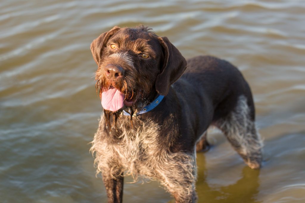 A wet German Wirehaired Pointer standing in shallow water, looking towards the camera with its tongue out. The dog has a dark brown wiry coat with lighter furnishings on its face, chest and legs, and is wearing a blue collar. The photo is taken in warm natural light with rippling water in the background.