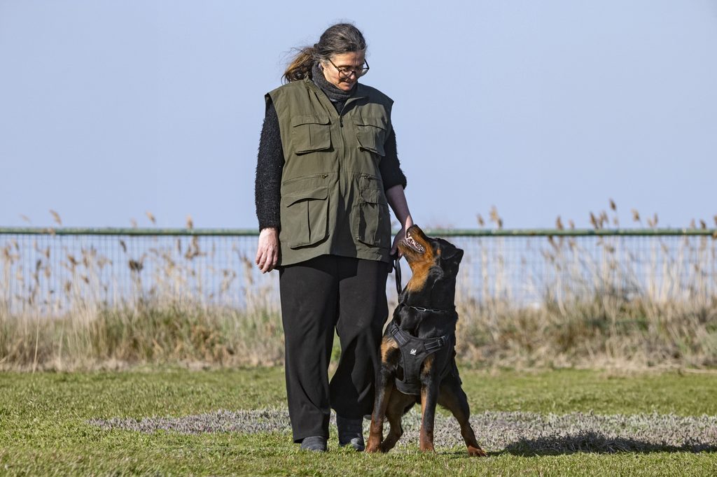 training of rottweiler