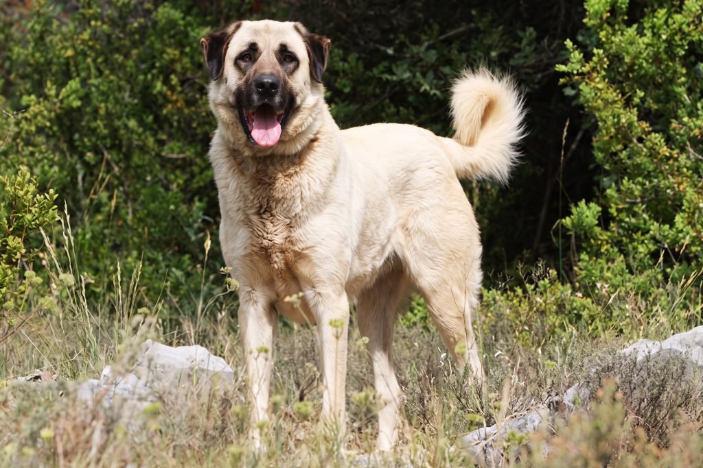 An Anatolian Shepherd Dog standing alert in a grassy, rocky landscape, with a cream-coloured coat, dark muzzle and ears, and a curled tail. Dense green shrubs and trees fill the background.