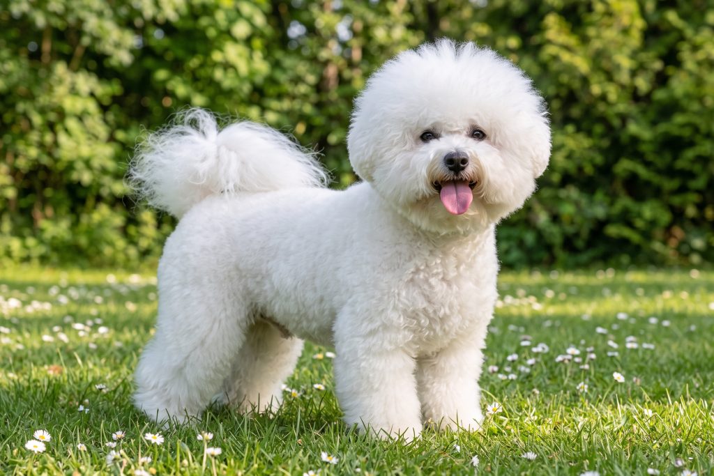 Fluffy white Bichon Frise standing on a grassy lawn dotted with small white flowers, facing the camera with its tongue out, surrounded by lush green trees.