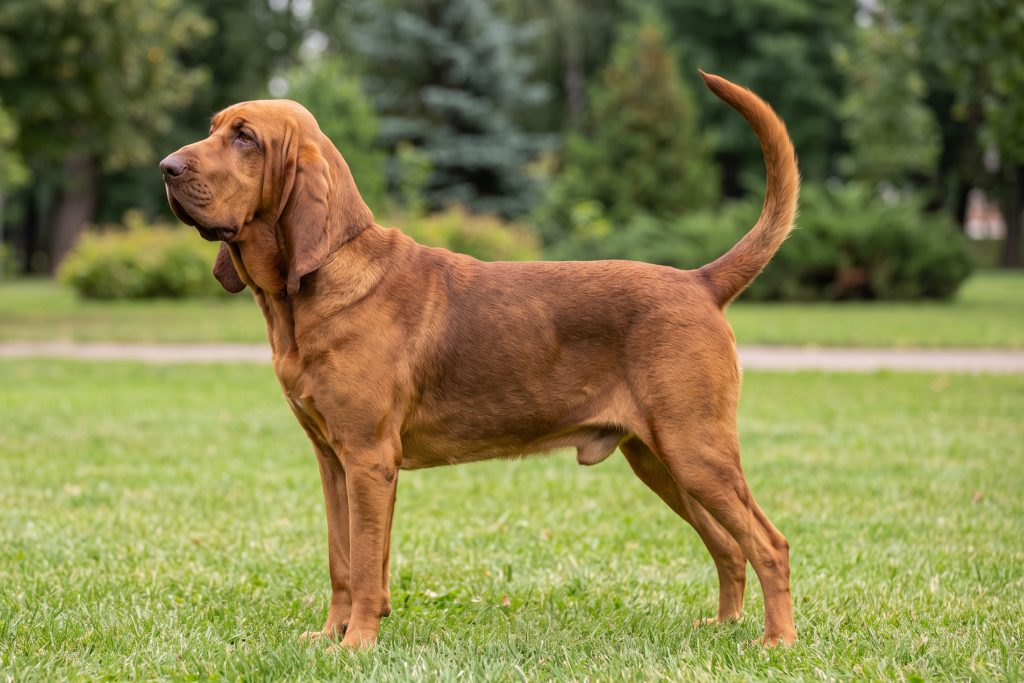 A Bloodhound with a reddish-brown coat stands on a grassy lawn, facing left, with its long, floppy ears and wrinkled face clearly visible. Its tail is raised in a curved position, with trees and greenery softly blurred in the background.