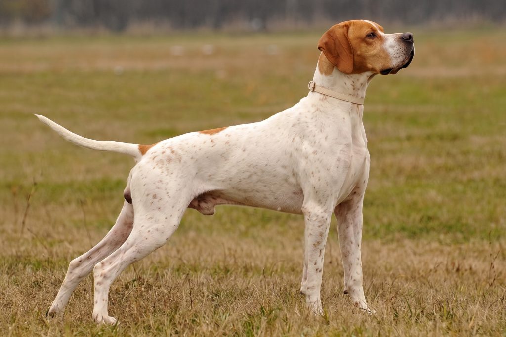 An English Pointer stands alert in profile in a grassy field, facing right. The dog has a lean, athletic build, a white coat with light brown speckles and patches, and a distinctive brown head and floppy ears. It wears a light-coloured collar, with a blurred field in the background.