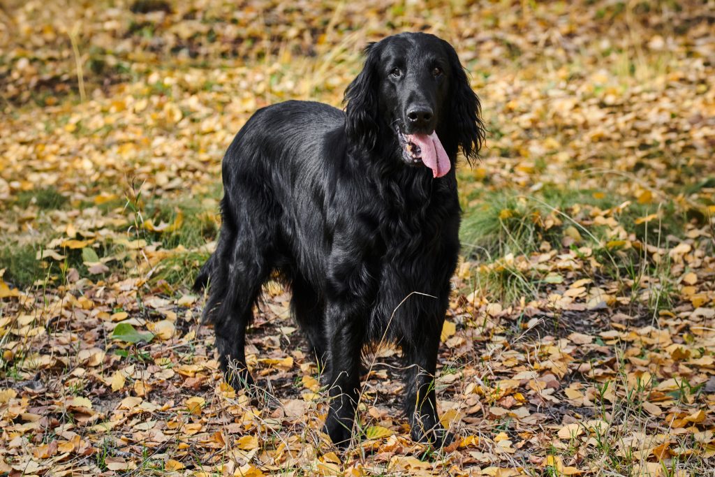 A black Flat-Coated Retriever standing outdoors among fallen autumn leaves, facing the camera with its tongue out.