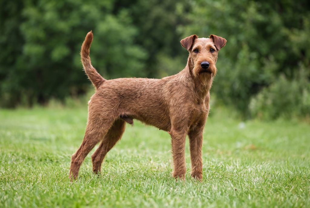 An Irish Terrier with a wiry reddish-brown coat standing alert on a grassy lawn, with its tail raised and ears folded forward, surrounded by blurred green trees.